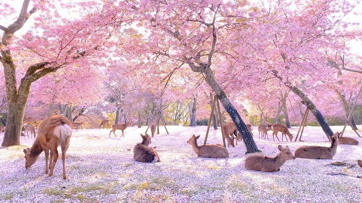 Nara Deer Park